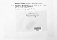 Nothopassalora personata image